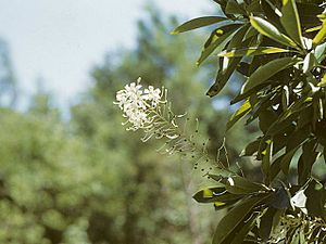 Elliottia racemosa 1