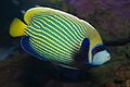 Emperor angelfish (Pomacanthus imperator),