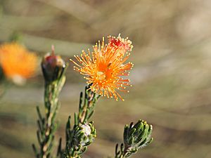 Eremaea ectadioclada (leaves, flower).JPG