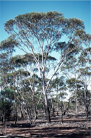Eucalyptus fraseri.jpg