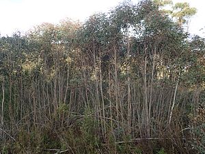 Narrow-leaved sally Facts for Kids