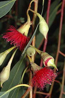 Eucalyptus petiolaris red flowers