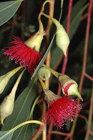 Eucalyptus petiolaris red flowers
