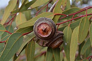 Eucalyptus youngiana fruit