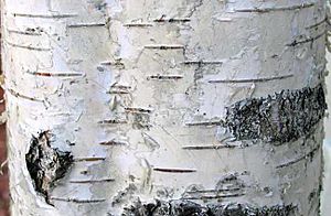 European birch bark