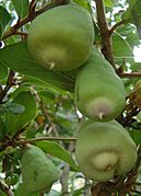Ficus pumila fruits (RaeA)