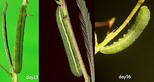 Final instar caterpillar 2010 10 09 99 66 small grassyellow (5166299541).jpg