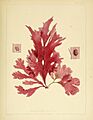 Flora Antarctica Nitophyllum smithi