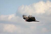 Flying Turkey Vulture with Wings Held Upward