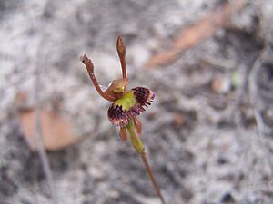 Fringed Hare Orchid.JPG