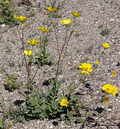 Geraea canescens form 1