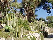 Giardini Botanici Hanbury - cacti.JPG