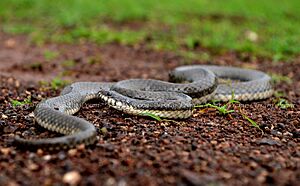 Glossy Marsh Snake.jpg