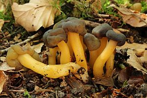 Grüngelbes Gallertkäppchen Leotia lubrica