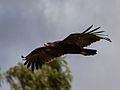 Greater spotted eagle in flight