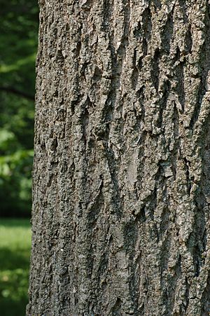 Green Ash Fraxinus pennsylvanica Bark 2000px