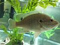 Green sunfish from Walnut Point State Park, east-central Illinois