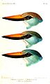 Halcyon2Keulemans