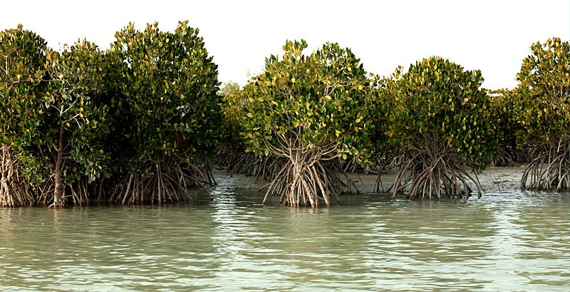 Hara Forest Qeshm Island