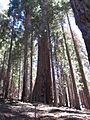 Hart Tree (1)