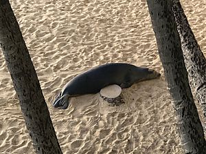 Hawaiian Monk Seal Returning to Kaimana Beach