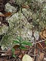 Hetaeria oblongifolia 10064637