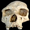 Homo erectus tautavelensis
