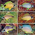 Hypoplectrus (10.3897-zookeys.882.38449) Figure 14