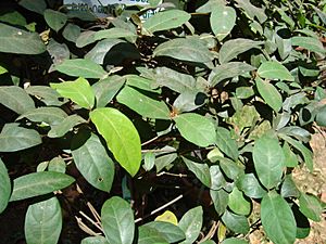 Ichnocarpus frutescens 12