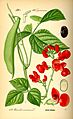 Illustration Phaseolus coccineus0