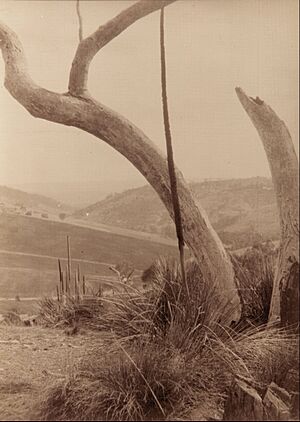 Joyce Waterhouse - Dashwood's Gully, South Australia - Google Art Project