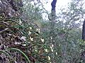 Kalianna Ridge, Budawang National Park 079