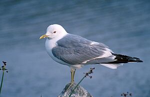 Larus brachyrhynchus, Alaska NBII.jpg