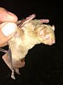 Lasiurus intermedius 49023072 (cropped)