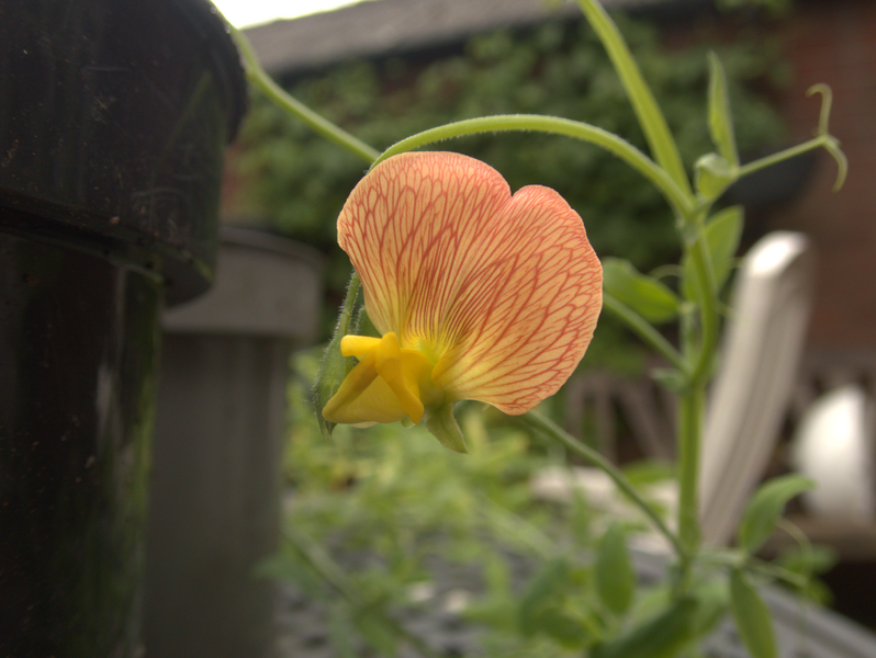 Lathyrus belinensis flower 1