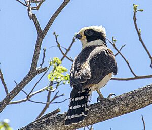 Laughing Falcon, Palo Verde N.P., Costa Rica 2012