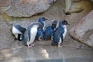 Little Blue Penguin (Eudyptula minor) -group at Adelaide Zoo