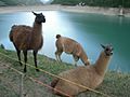 Llamas, Vernagt-Stausee, Italy
