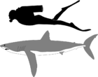 Long fin mako shark.svg