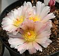 Maihueniopsis bonnieae Flower1