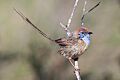 Mallee Emuwren (Stipiturus mallee) (8079650268)
