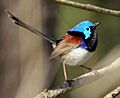Malurus lamberti -Brisbane, Queensland, Australia -male-8