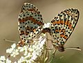 Mating Pair of Spotted Fritillaries on Greater Pignut
