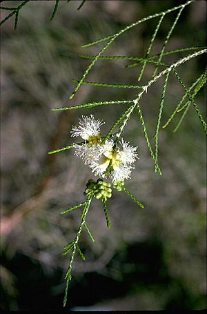 Melaleuca minutifolia.jpg
