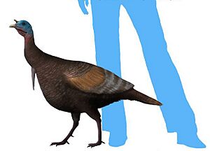 Meleagris NT