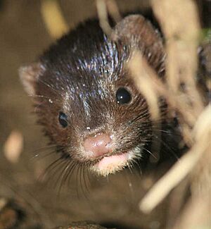 Mink returns to Alhambra Creek Cheryl Reynolds Courtesy Worth a Dam