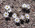 Monoptilon bellioides 2005-04-01