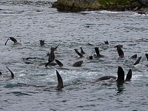 MontagueIslandSeals