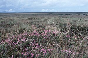 Moorland near Bellacorick, north Mayo. - geograph.org.uk - 71273