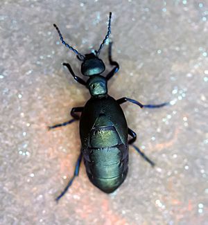 Oil beetle adult